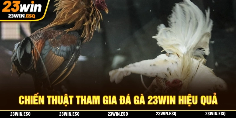 Đá Gà 23WIN - Mang Đến Những Trận Kê Chiến Hấp Dẫn 3 Chiến thuật để người chơi than giam gia đá gà 23WIN kiếm tiền dễ dàng