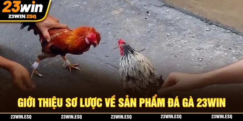 Đá Gà 23WIN - Mang Đến Những Trận Kê Chiến Hấp Dẫn 1 Giới thiệu về sảnh cược đá gà 23WIN chất lượng