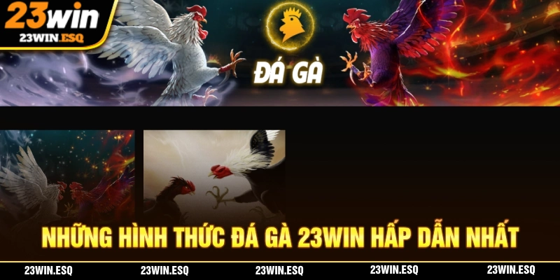 Đá Gà 23WIN - Mang Đến Những Trận Kê Chiến Hấp Dẫn 2 Nhà cái hiện quy tụ rất nhiều hình thức đá gà hấp dẫn